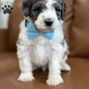 Piglet, Mini Bernedoodle Puppy
